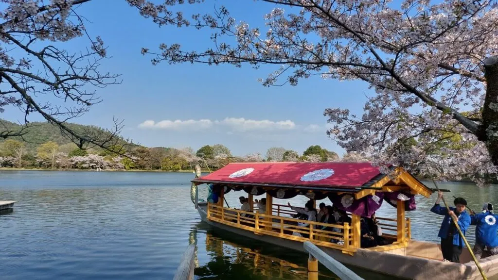 japonia sakura