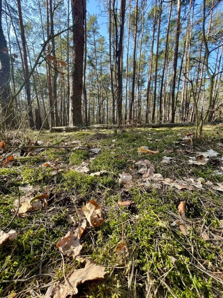 puszcza kampinoska szlaki piesze