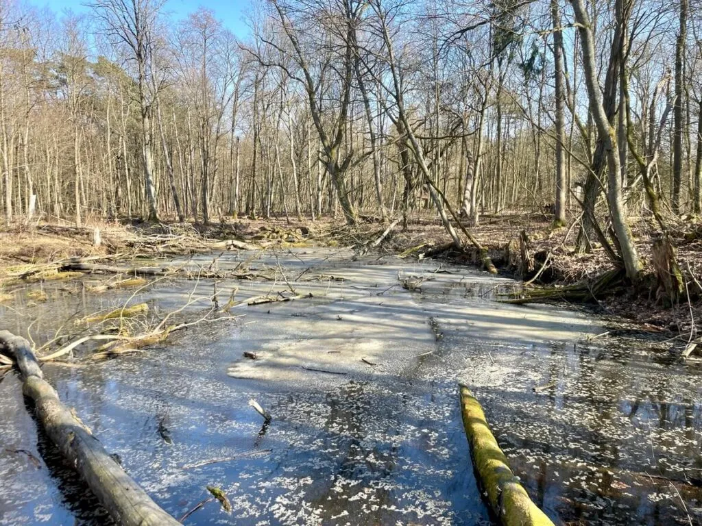 puszcza kampinoska szlaki piesze
