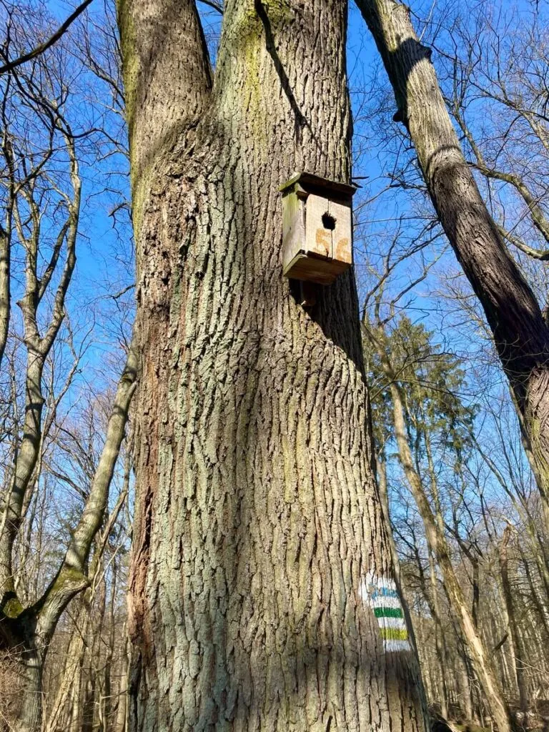puszcza kampinoska szlaki piesze