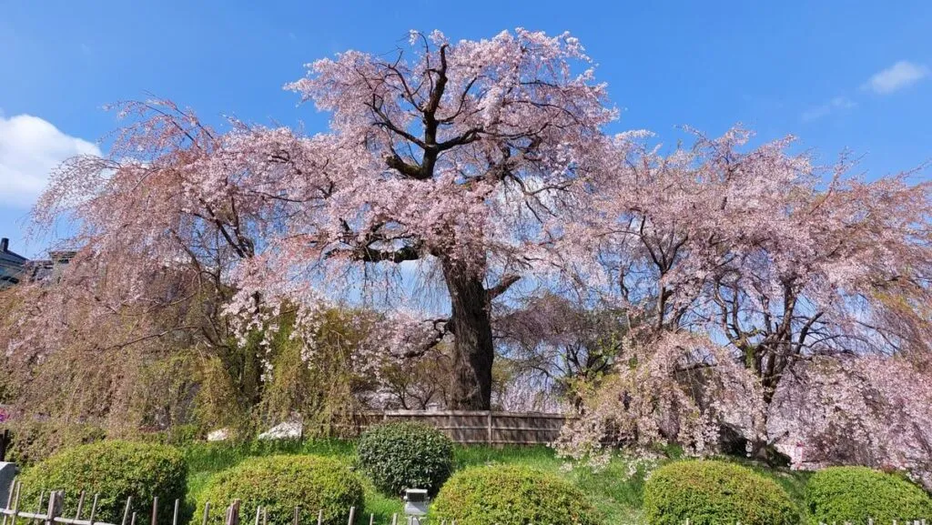japonia sakura